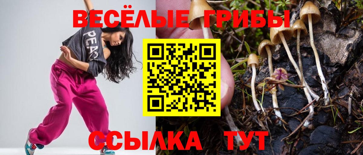 Галлюциногенные грибы Cubensis  где найти наркотики  Саров  Вход с VPN  Галлюциногенные грибы GOLDEN TEACHER 